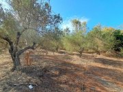 Armeni bei Chania MIT VIDEO: Kreta, Armeni: Erstklassiges Baugrundstück mit Bergblick, Obstgarten und Strandnähe Grundstück kaufen